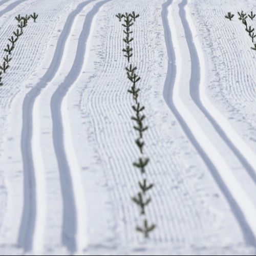 Tesero Cross-Country Skiing Stadium