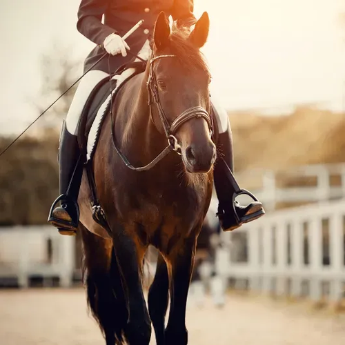 Equestrian Aichi-Nagoya 2026 Asian Games