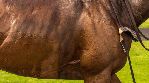 Churchill Downs Senior Day
