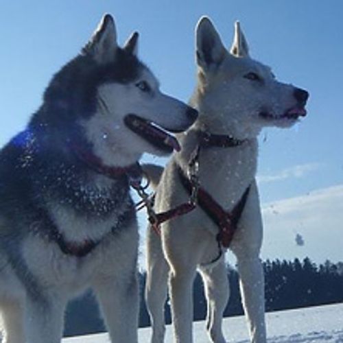 Schlittenhunde-Workshop | Schneeschuhwandern mit Huskies