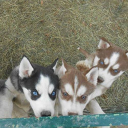 Hundeurlaub beim Huskyweltmeister-Gutschein für einen Urlaubstag für Ihren Hund