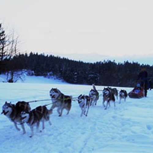 Schlittenhunde Workshop