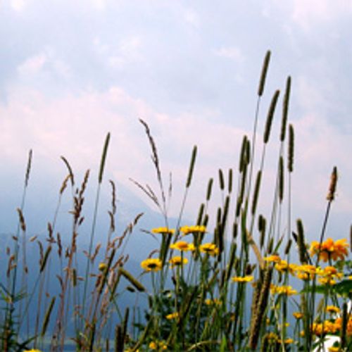 Heilkräuter-Seminar